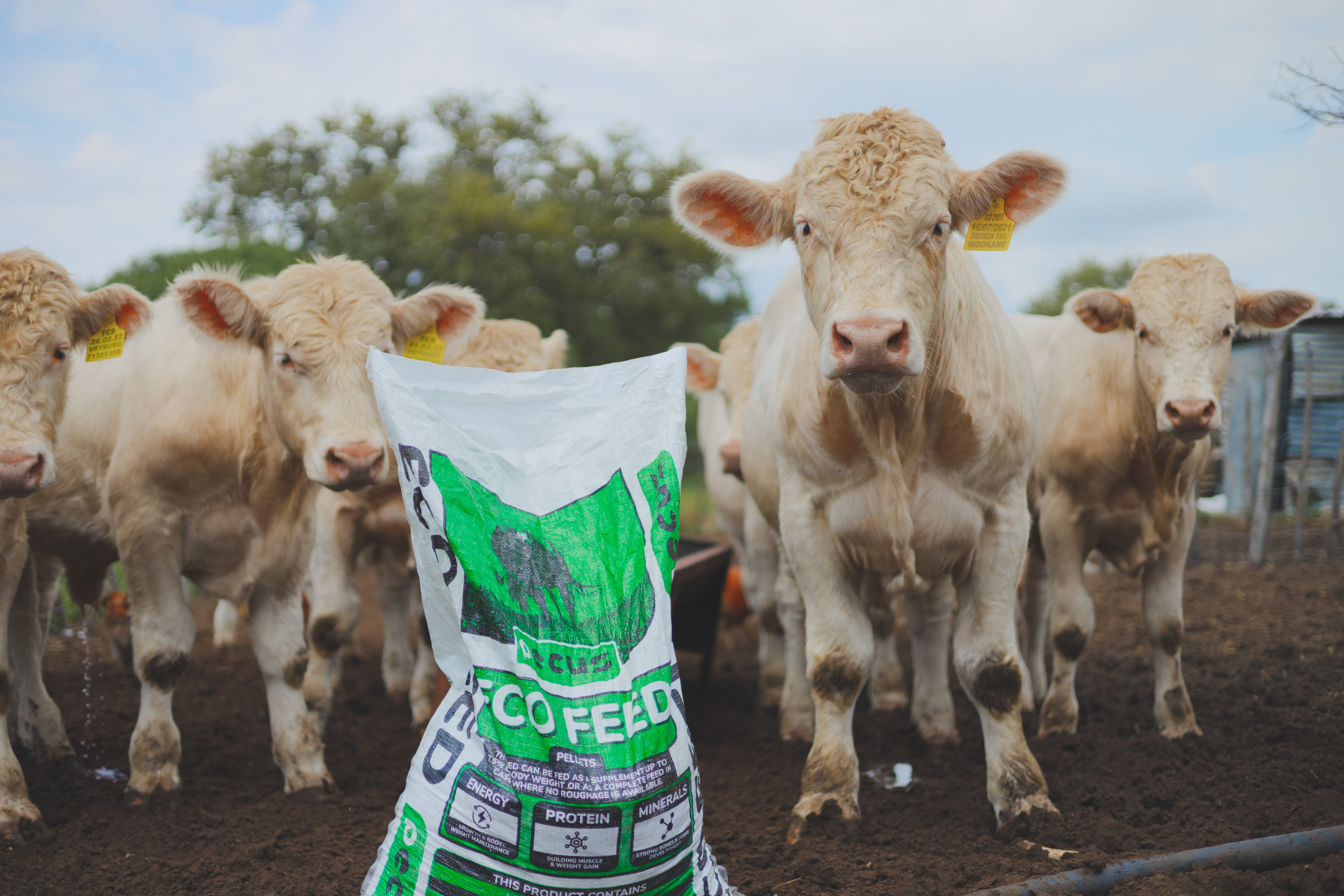 Ecofeed pellets